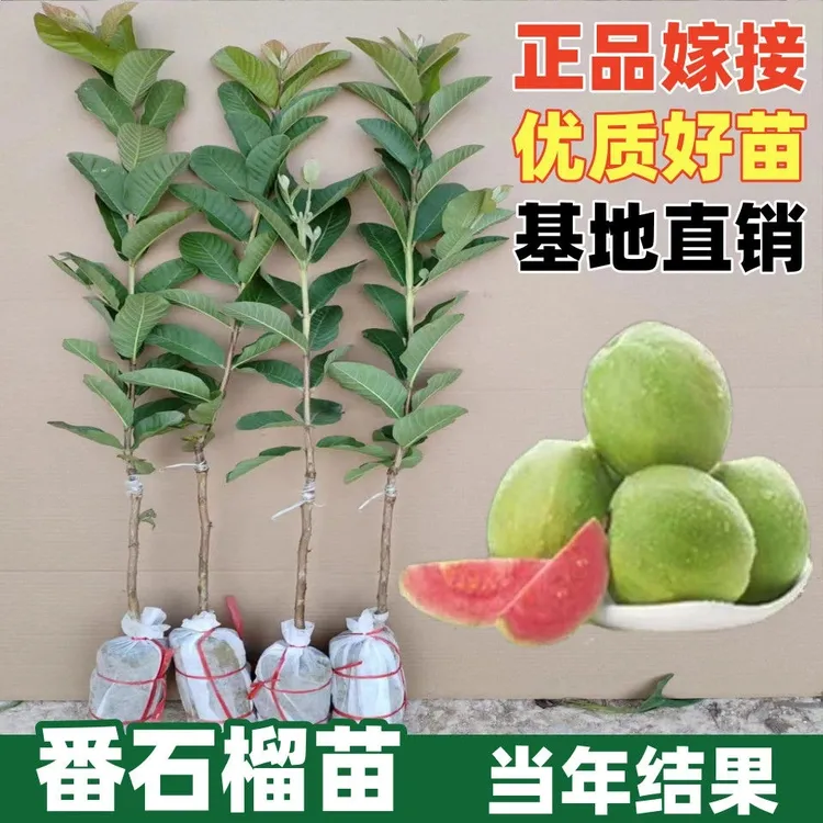 (带土发货)正宗嫁接台湾珍珠红心番石榴苗带土带叶南方庭院果树苗