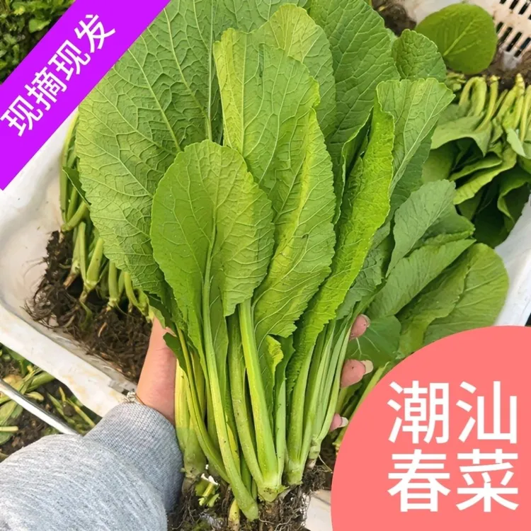 潮汕小青菜春菜云南小苦菜芥菜新鲜蔬菜腌酸菜火锅食材
