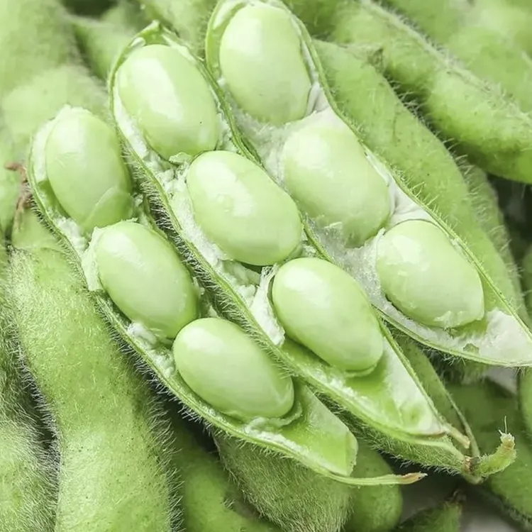 金山基地直供（大青毛豆）