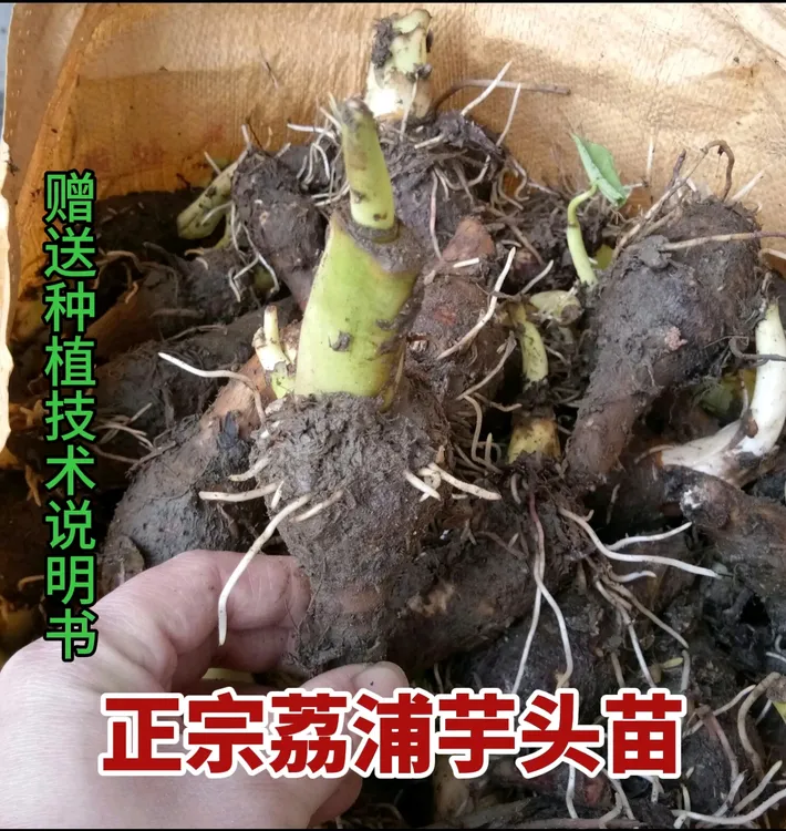 广西荔浦芋头苗栽培小芋艿正宗槟榔香芋苗种植蔬菜苗