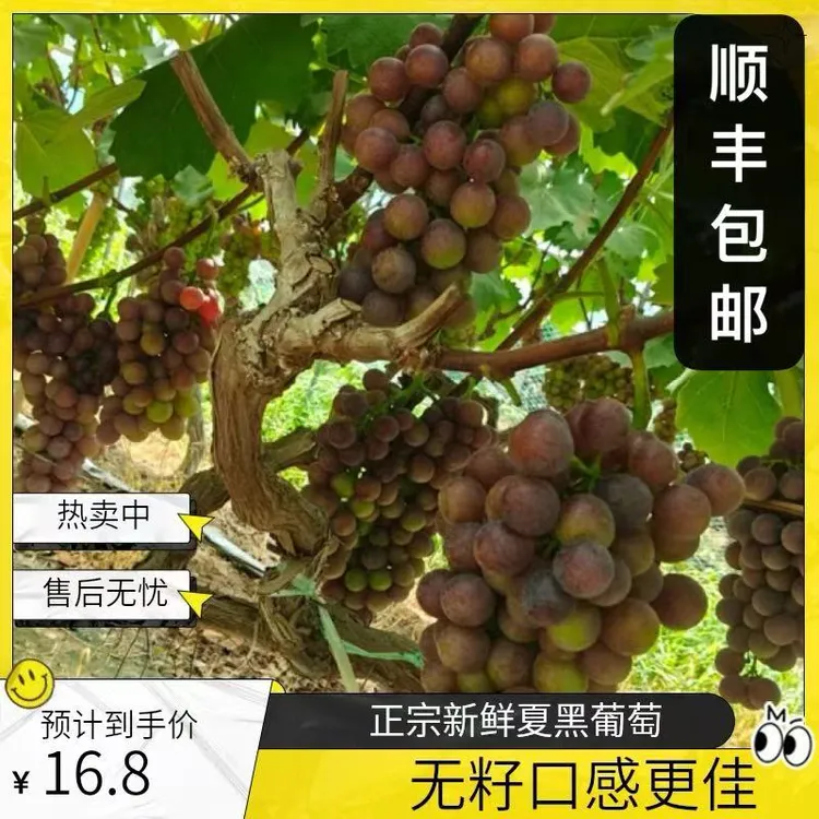 正宗新鲜夏黑无膨大【顺丰次日达】农家果园当季八月水果无籽葡萄