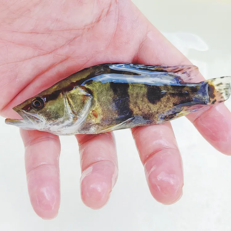 批发淡水小鳜鱼养殖食用桂花鱼暗金鳜黑桂水库鲑鱼冷水好养观赏鱼