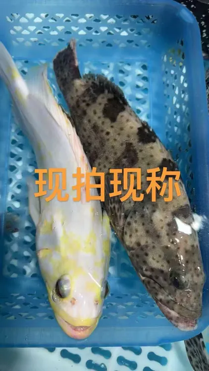 湛江新鲜海鲜现称现拍可帮处理真空包装