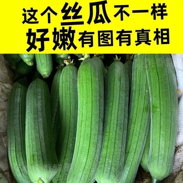 农家丝瓜新鲜肉丝瓜香丝瓜本地丝瓜奶油丝瓜农家自种整箱批发价
