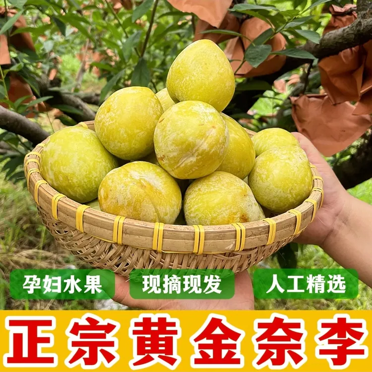 文明瑶族乡新鲜采摘黄金奈李孕妇水果李子应季水果