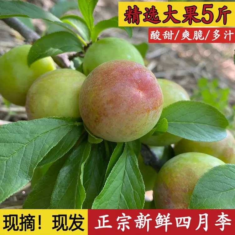 现摘四月李子新鲜孕妇水果酸脆爽口当季现摘2/3/5斤包邮三月青李