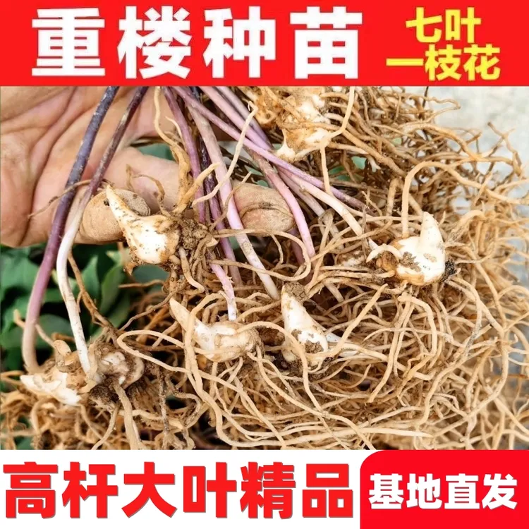 云南滇重楼高杆大叶种球杯苗七叶一枝花基地直发阳台小院四季可种