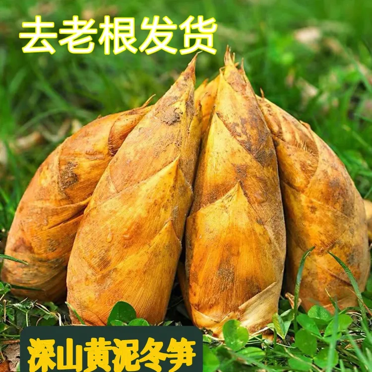 江西2025年头茬新鲜现挖楠竹笋新鲜冬笋肉厚脆嫩饱满的黄泥冬笋