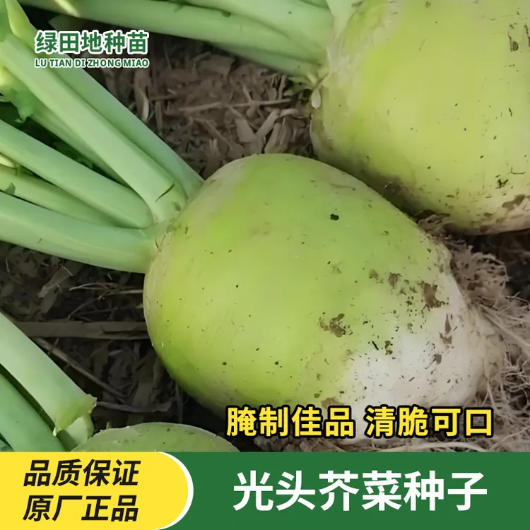 光头芥菜种子辣疙瘩辣菜盘菜咸菜大头菜种子腌制庭院家庭蔬菜种子