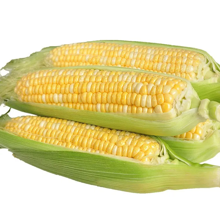 云南金银水果玉米包谷当季时令蔬菜甜脆玉米新鲜蔬菜生鲜玉米棒子