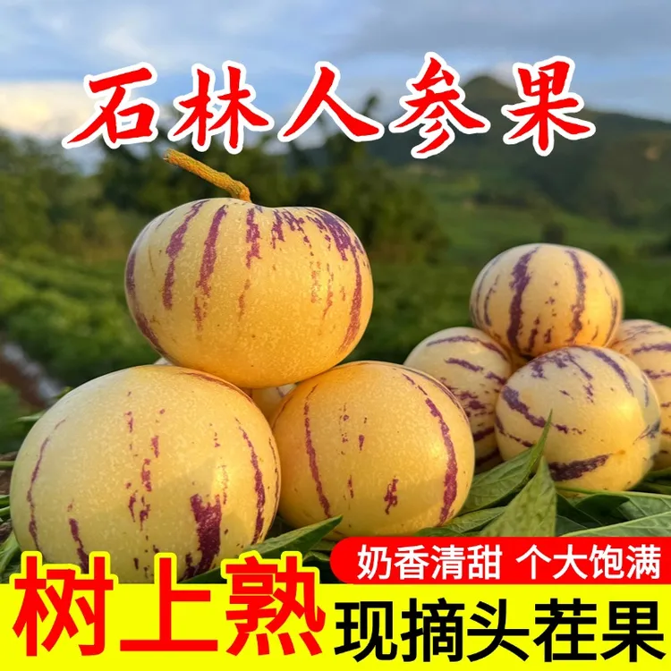 云南石林人参果整箱圆果新鲜当季黄肉黄心孕妇应季低糖便宜水果