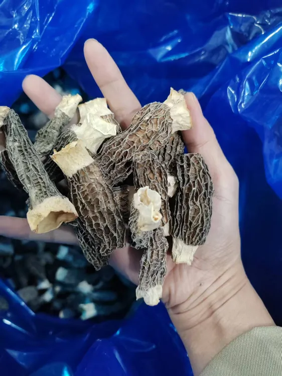 福建羊肚菌煮汤蒸肉散装产地食用农产品新鲜美味佳品羊肚菌干货