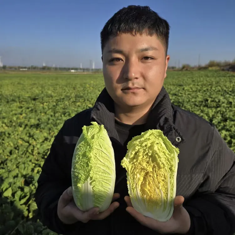 【现砍现发】霜打自种/新鲜当季时令蔬菜火锅娃娃菜黄心小白菜5/9斤