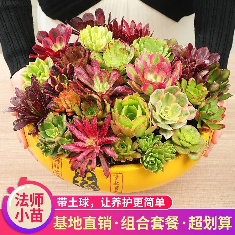 「带土包活」法师多肉红腹轮美杜莎粉女巫万圣节绿植花卉办公室