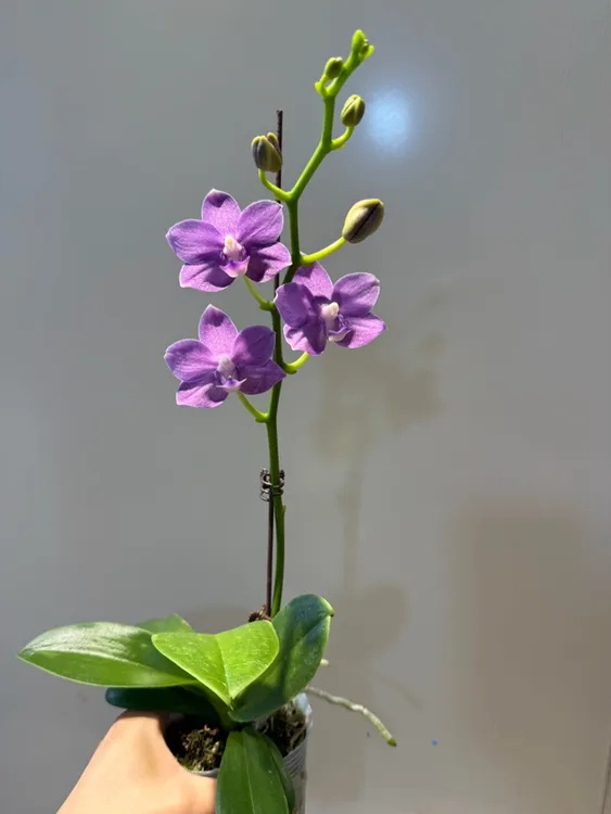 蝴蝶兰爆花品种带花剑室内花卉盆栽