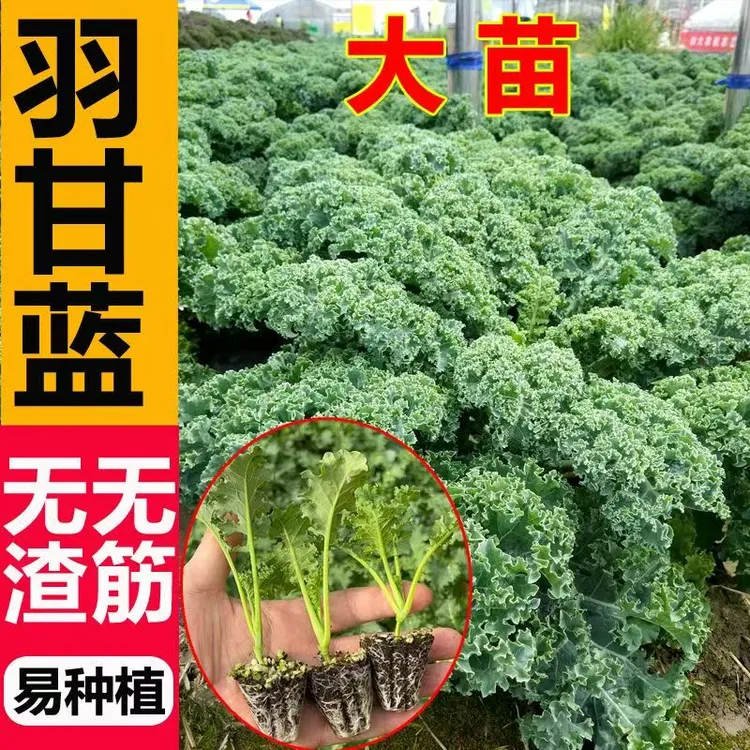 【羽衣甘蓝】一级大苗羽衣甘蓝苗子蔬菜种苗寿光苗厂直供羽衣甘蓝苗