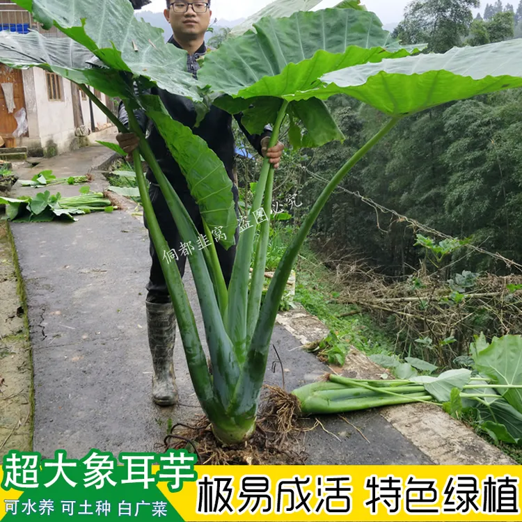 贵州广菜白杆广菜梗蔬菜绿植大叶象耳芋蒙禾玉禾杆宽叶大野象耳芋