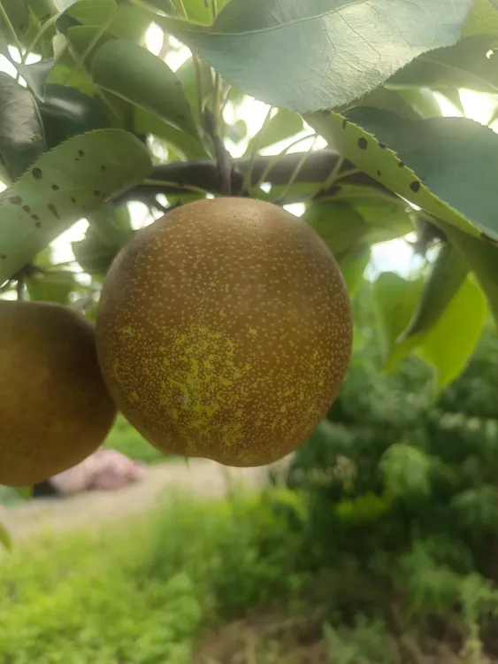 脆甜多汁应季水果