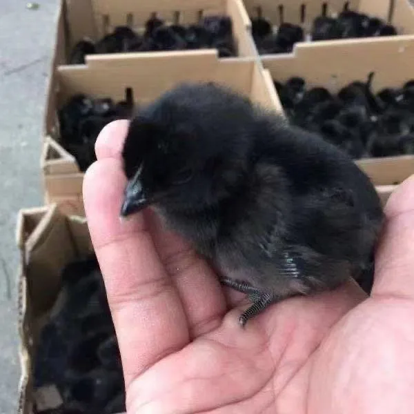 五黑麻羽绿壳蛋三黄芦花九斤红宠物鸡宠物活体鸡仔顺丰包邮