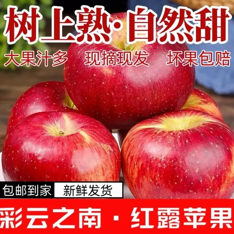 （2025年红露苹果）云南樱桃小苹果头茬鲜果高山种植孕妇水果香甜爆