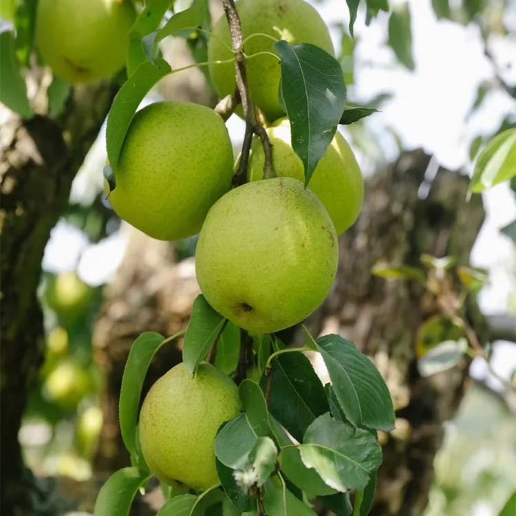 花果无缺农场百年老树贡梨 爆汁清甜 自然古梨味