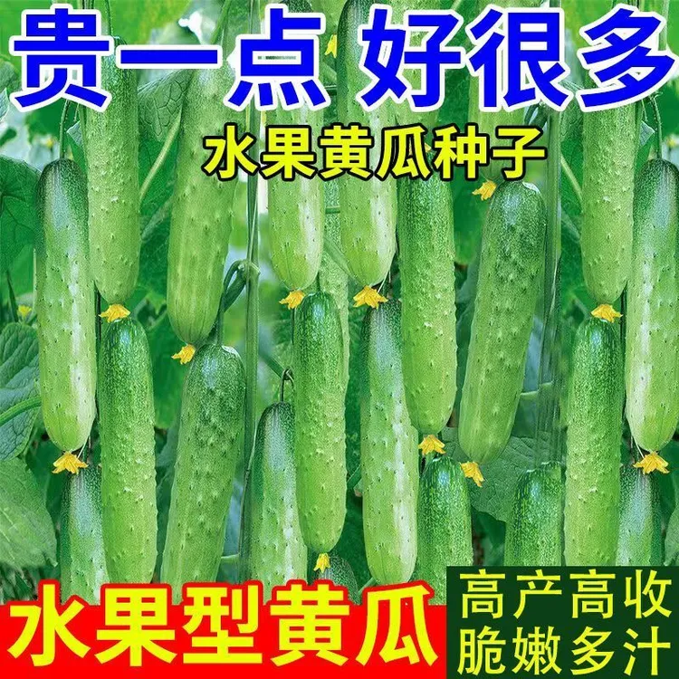 热卖款水果黄瓜种子四季播甜脆压趴架青瓜种籽家庭阳台庭院种植蔬