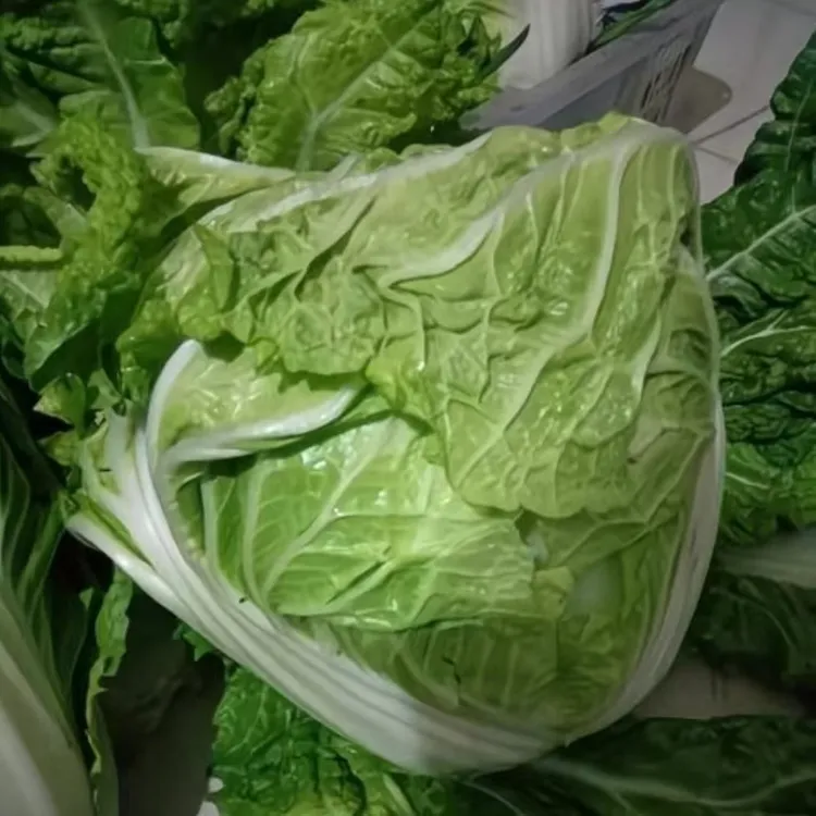 河南露天霜冻白菜小包芯鸡腿白菜绿叶青菜涮锅