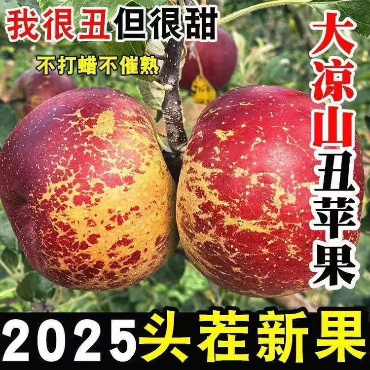 大凉山盐源丑苹果当季新鲜水果现摘现发整箱8斤红富士冰糖心苹果