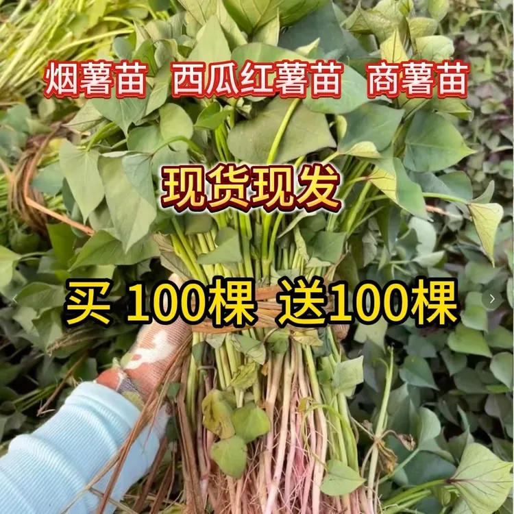 正宗脱毒红薯秧苗红薯苗烟薯25地瓜苗蜜薯苗红心红薯苗地瓜秧苗