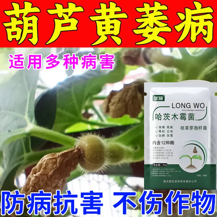 葫芦专用肥黄叶病卷叶病皱缩小叶花叶烂叶病毒病专用水溶叶面肥料