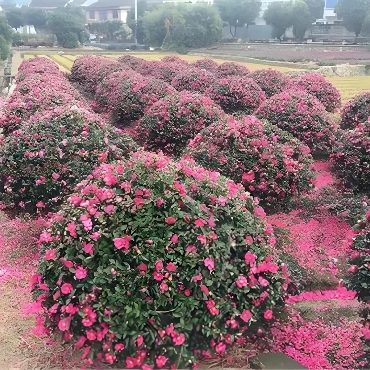 茶梅花苗带花苞冬季开花耐寒好养易活室内外庭院阳台盆栽绿植