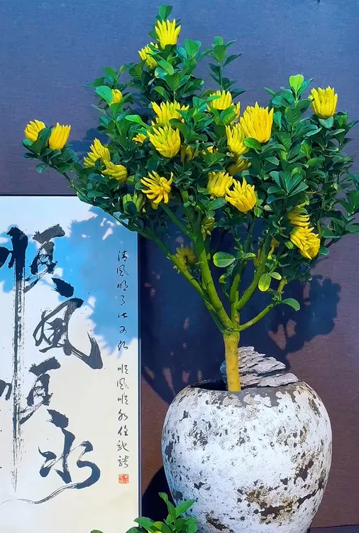 金华佛手盆栽大中小果品种
