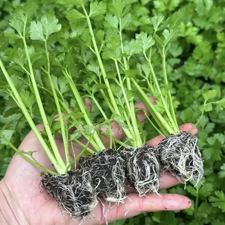 芹菜苗西芹种子红芹菜苗香芹地中海根芹高产特色蔬菜小院阳台盆栽