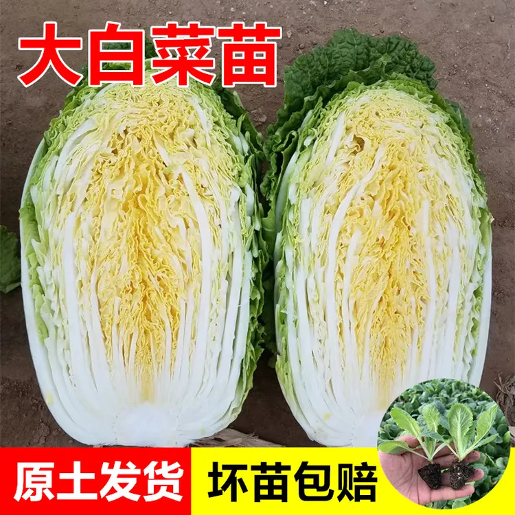 白菜苗黄心大白菜花菜秧苗乌塌菜苗莴笋苗西兰花苗秋冬耐寒蔬菜苗