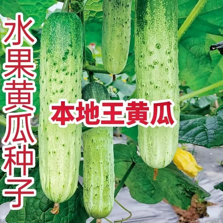 脆甜早熟本地黄瓜种子水果秋黄瓜春秋季农家田园阳台盆栽蔬菜种孑