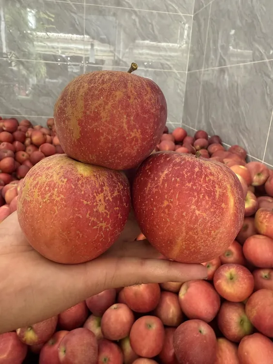 2025新鲜云南昭通丑苹果红富士脆甜净重5斤包邮