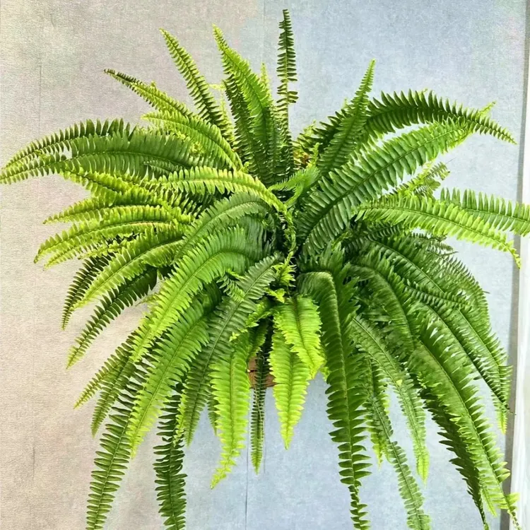 绿色波斯顿蕨盆栽垂吊驱蚊绿植物办公室内好养四季常青净化空气