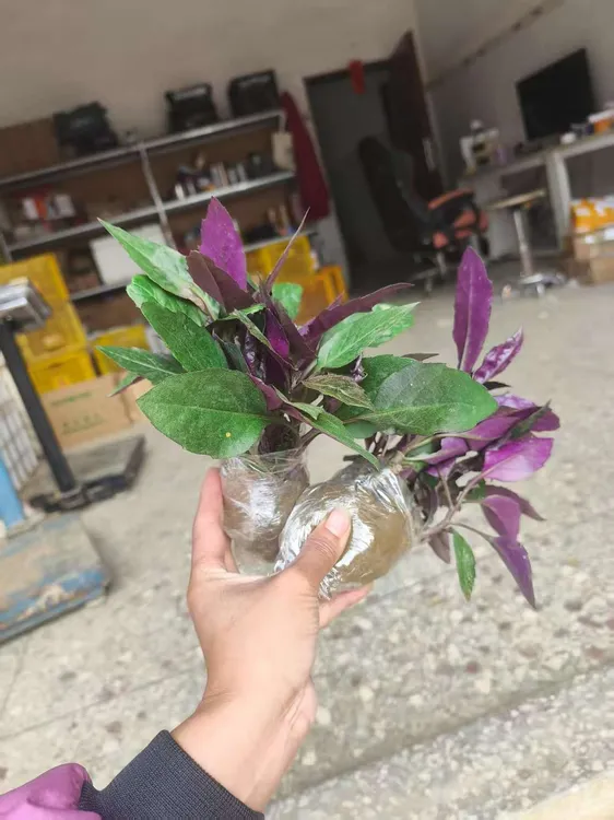 正宗食用红背菜苗紫背天葵血皮菜观音菜四季阳台盆栽红凤菜蔬菜苗