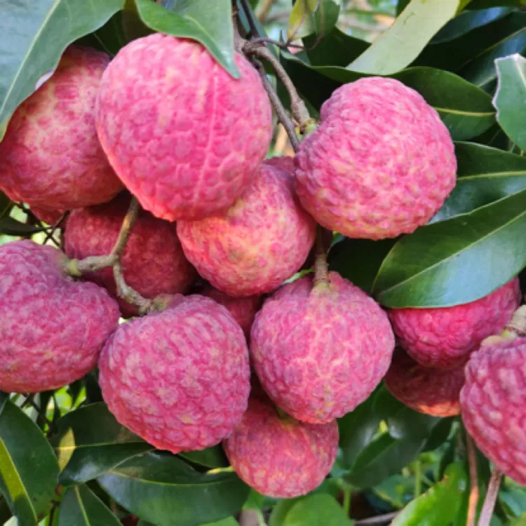 广西仙进奉荔枝新鲜采摘顺丰冷链4.5斤