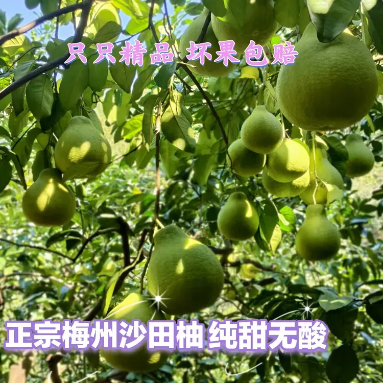 正宗梅州沙田柚新鲜当季高山老树纯甜沙田柚【小袋尝鲜】产地直发