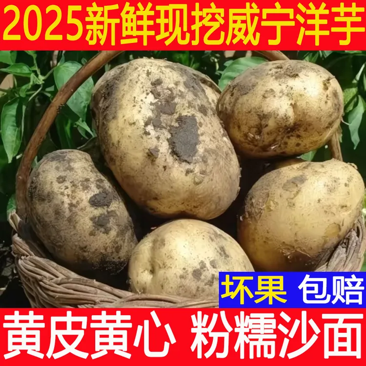 2025新鲜贵州威宁高山黄心大洋芋软糯可口当季蔬菜土豆马铃薯包邮