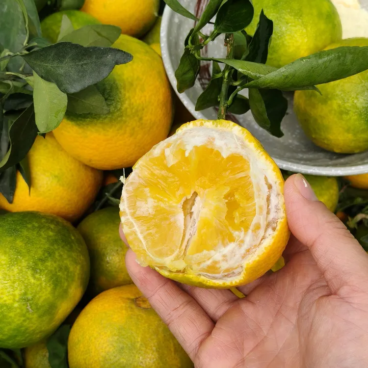 青皮果冻橙云南2025夏季新鲜头茬绿皮橙子酸甜可口孕妇水果爱媛38