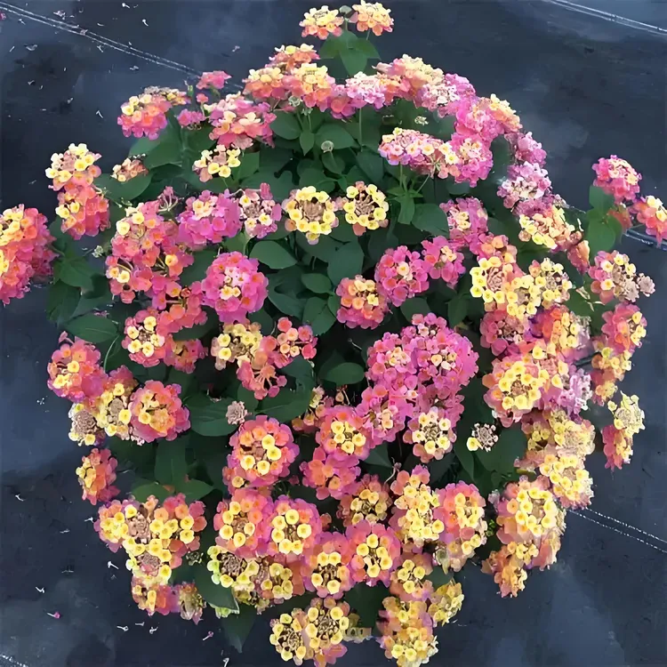 五色梅盆栽多年生花卉耐热耐晒四季开花适合阳台庭院