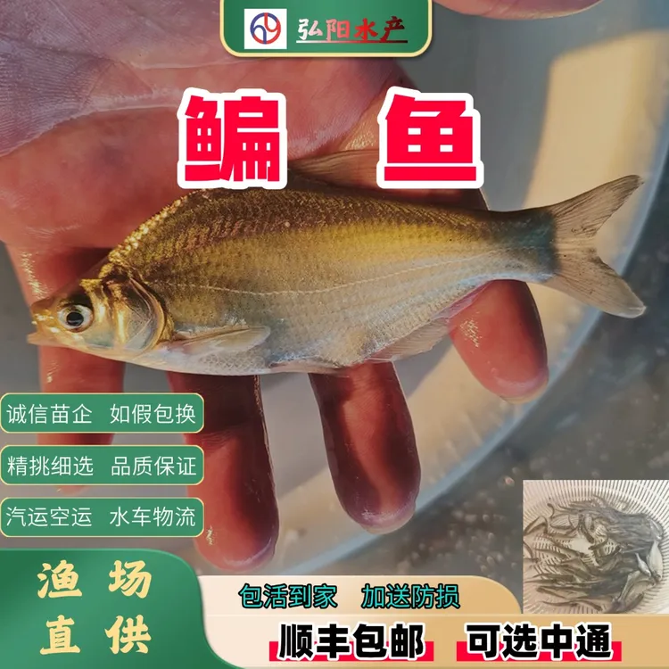 武昌鱼鳊鱼三角鳊淡水养殖观赏鱼包邮包活鲜活鱼扁鱼