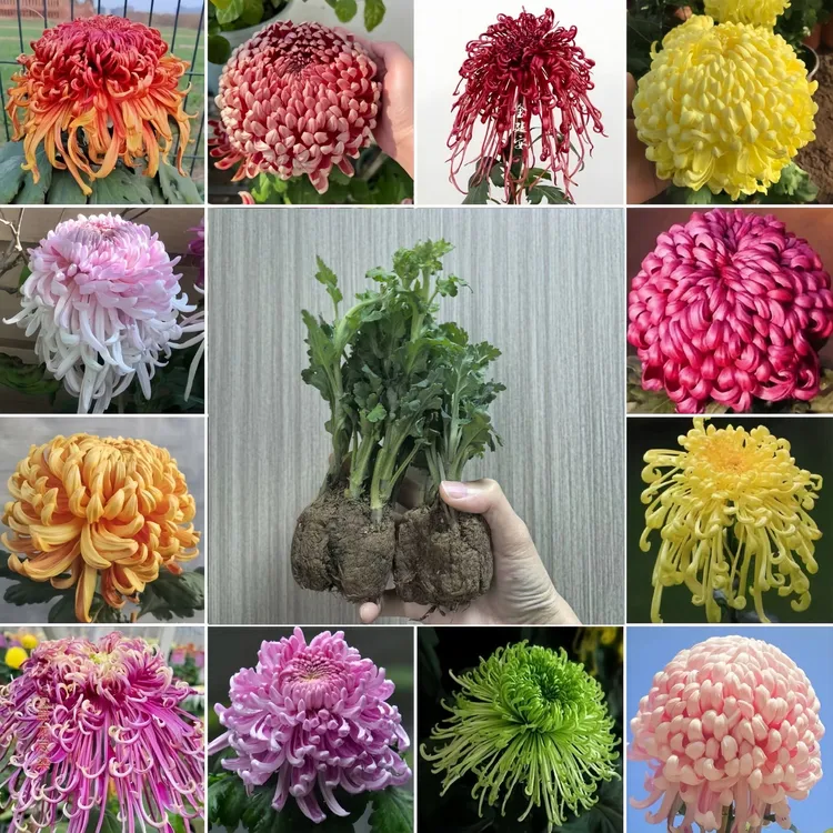 【金凤凰】菊花苗易成活带土球高端大气耐热耐寒四季开花艳丽花期长