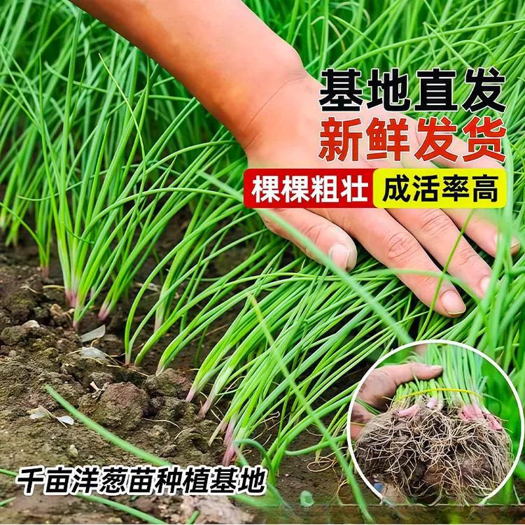 【基地直发】紫红皮洋葱洋葱秧苗苗水果洋葱种植苗耐寒新鲜易活秧