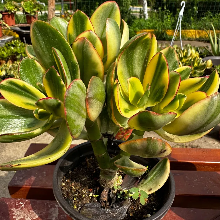 新花月锦一年半苗，原土原盆发货