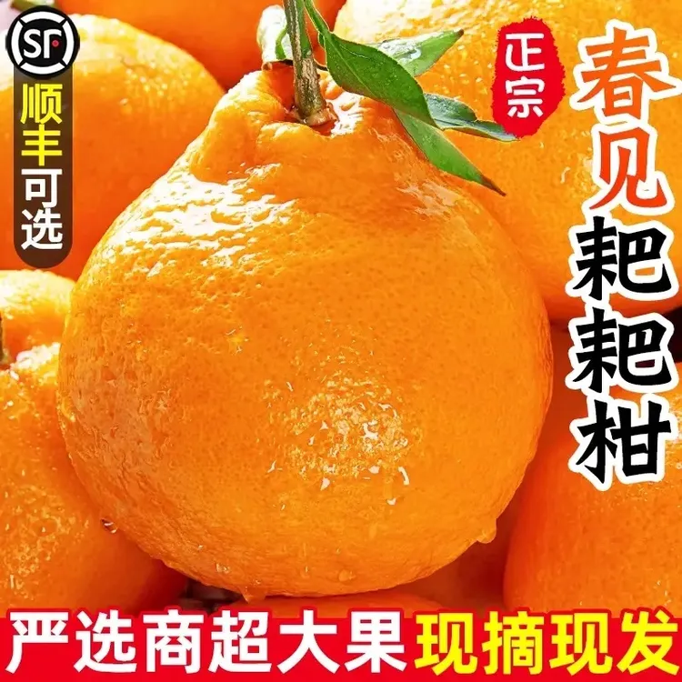 【顺丰直达】正宗四川春见耙耙柑手剥丑橘酸甜多汁粑粑柑现摘现发