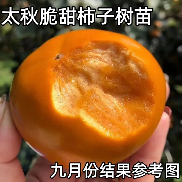 嫁接太秋脆甜柿子树苗南北方庭院种植盆栽地栽柿子苗当年结果