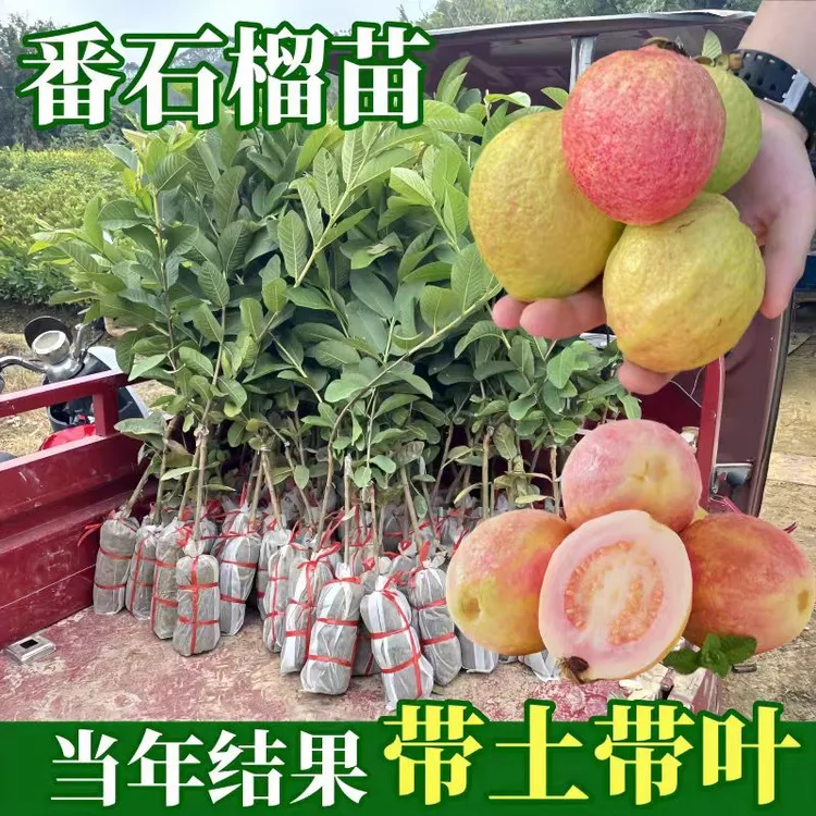 番石榴树果苗红心芭乐树苗南方种植庭院盆栽地栽四季果树当年结果